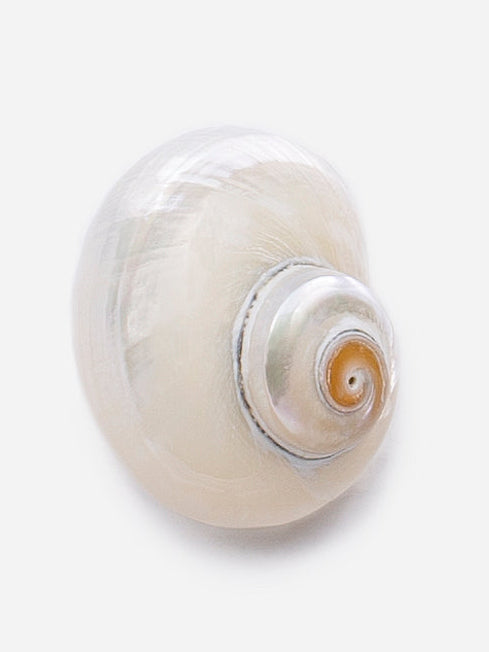 Pendientes de concha en espiral con acabado nacarado, forma circular y estilo minimalista.